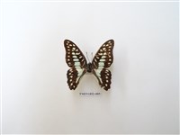 藏品(木蘭青鳳蝶)的圖片